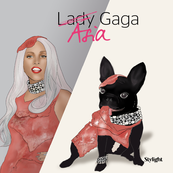 die erfolgreichsten Celebrity Haustiere mit Lady Gagas Hund Asia Gaga