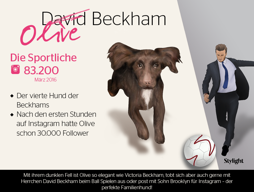 Der Beckham Hund Olive
