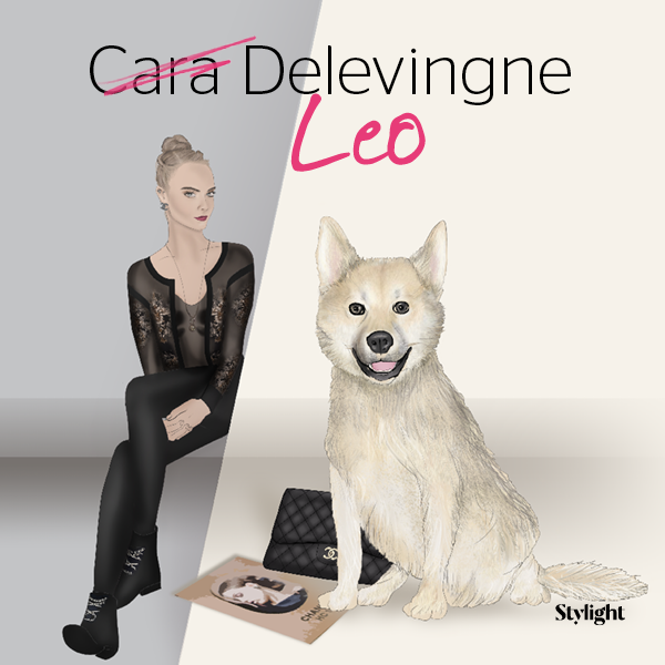 die erfolgreichsten Celebrity Haustiere mit Cara Delevingnes Hund Leo Delevingne
