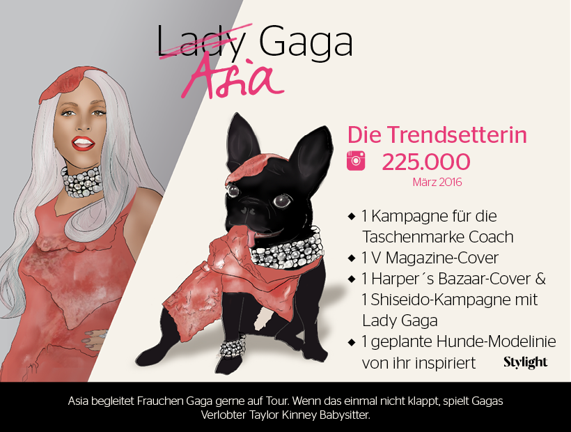 Lady Gagas Hund
